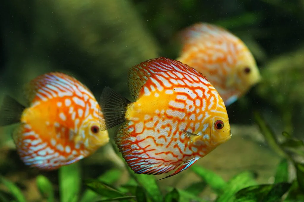 mueren mis peces disco