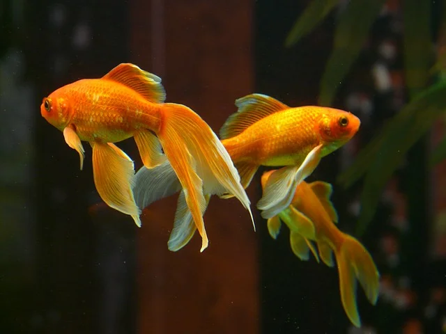 ¿Por qué se mueren mis peces?