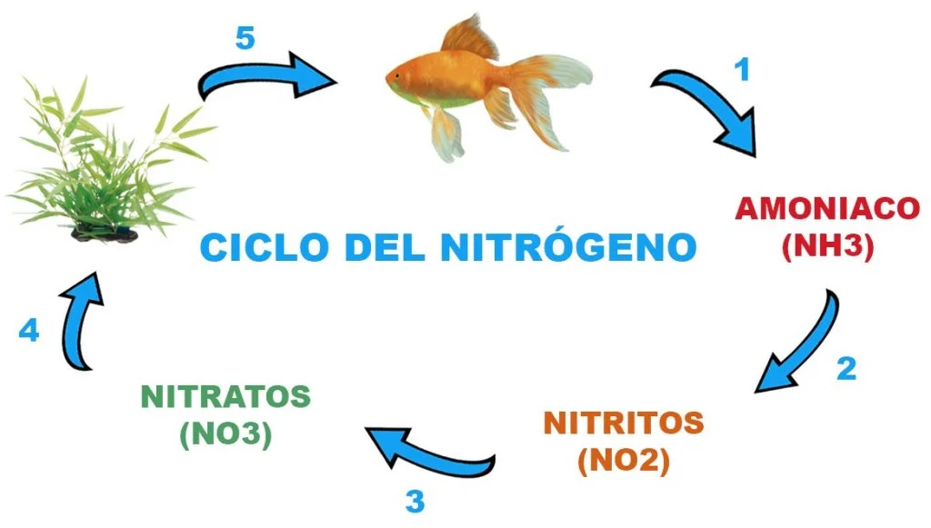 Ciclar el acuario