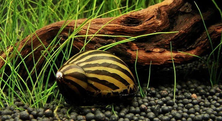 caracol come algas