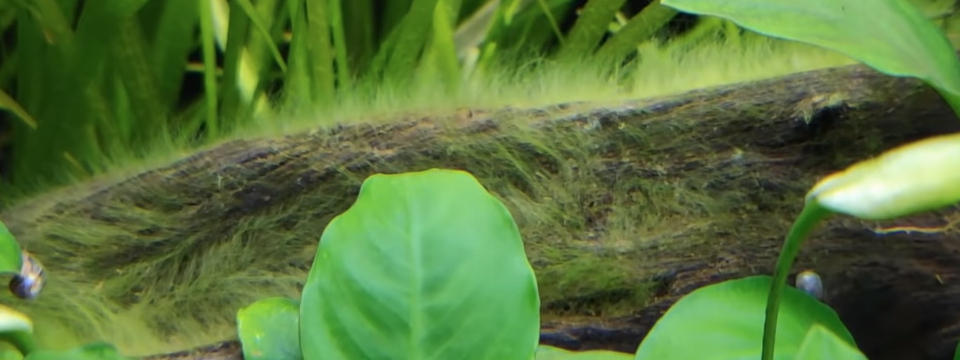 peces que comen algas