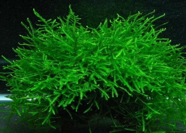 musgo de java plantas de acuario para principiantes