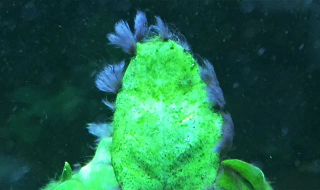 alga pincel