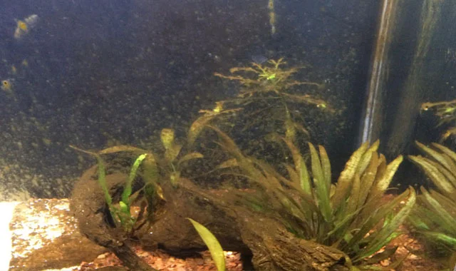 alga marron en el acuario
