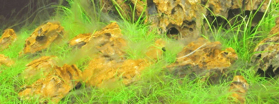 guia de algas