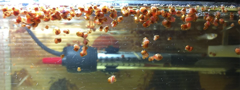 plaga de caracoles en el acuario