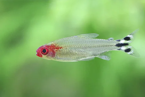 pez borrachito