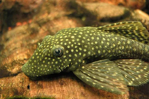 ancistrus sp