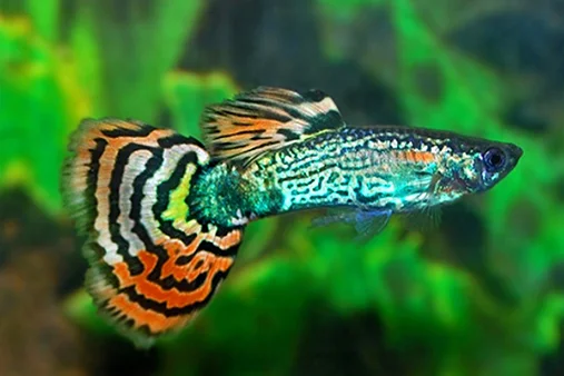 pez guppy