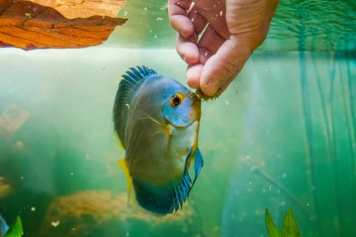pez disco comiendo