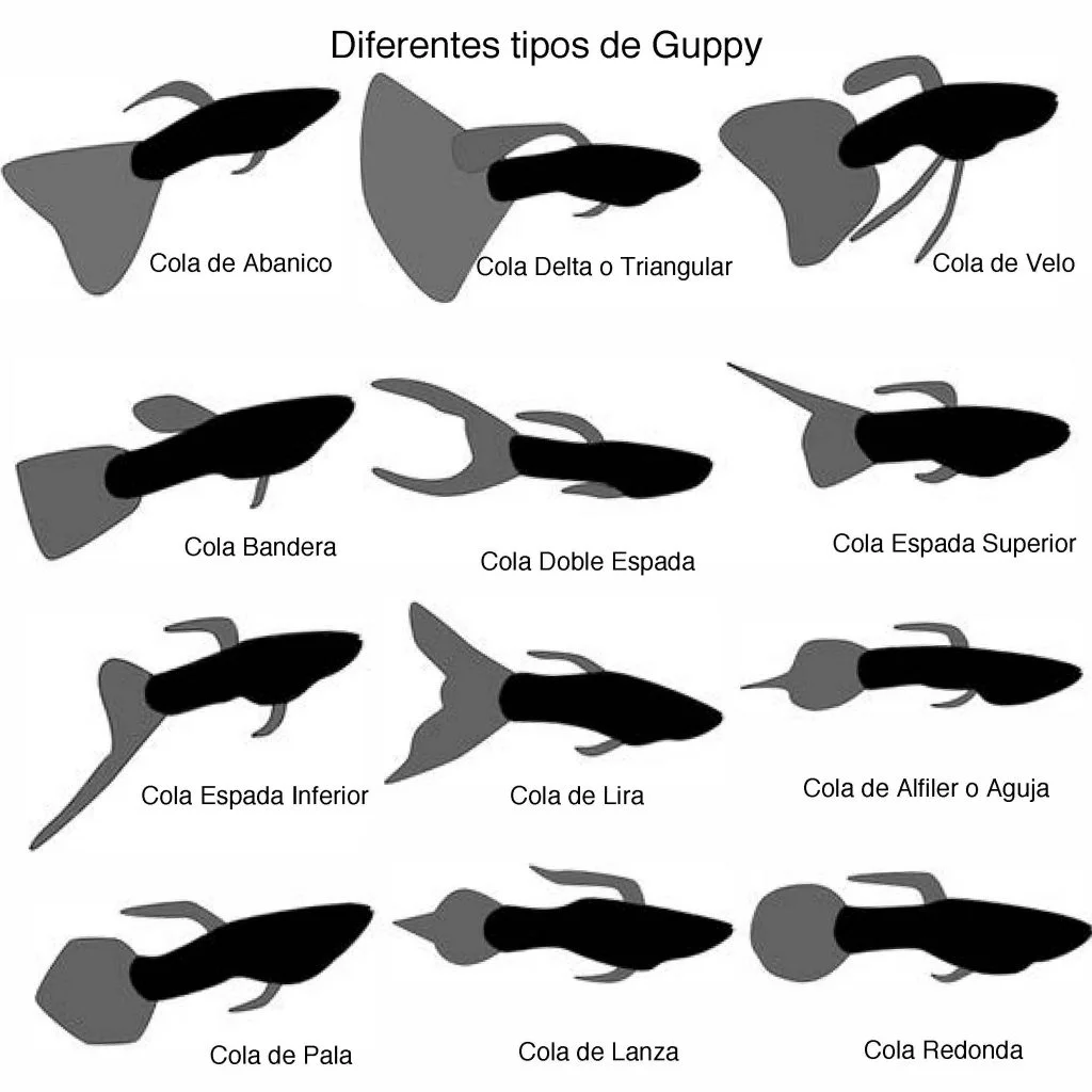 Pez guppy variedades