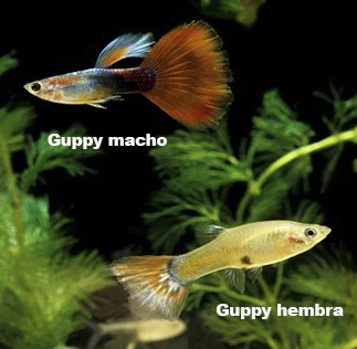 Guppy diferencias
