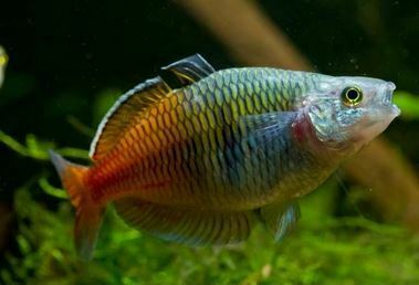 pez arco iris