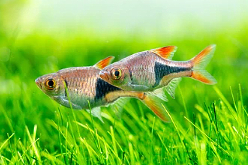 Rasbora Arlequín