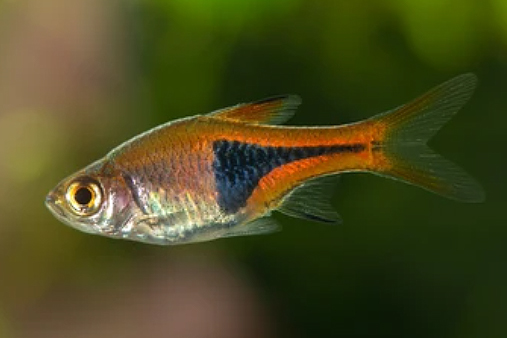 Rasbora Arlequín