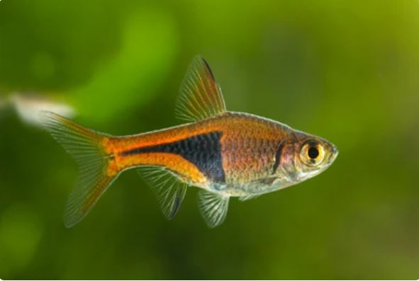 Rasbora Arlequín