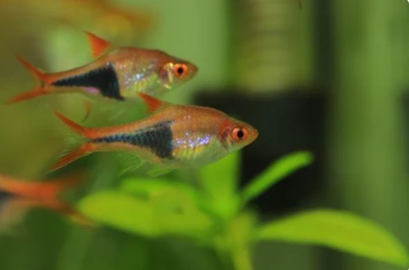 Rasbora Arlequín