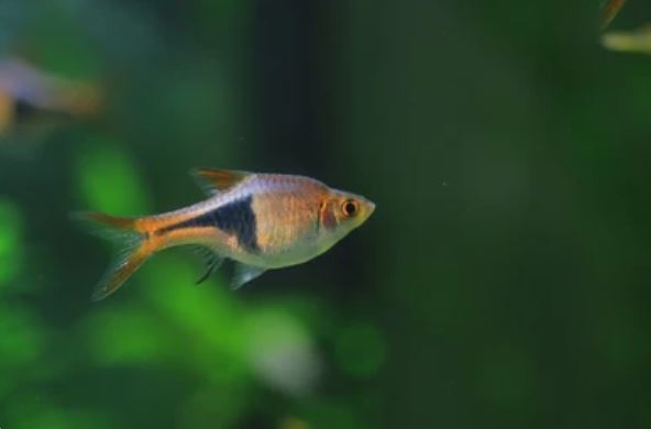 Rasbora Arlequín