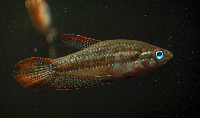 Gurami Pigmeo