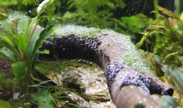 agua oxigenada alga filamentosa