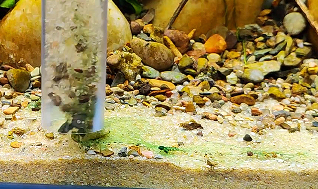 sifonar cianobacteria