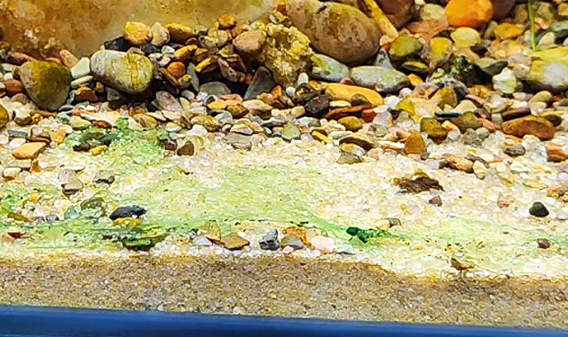 Cianobacteria
