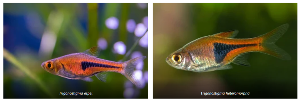 Diferencias entre Trigonostigma heteromorpha y Trigonostigma espei