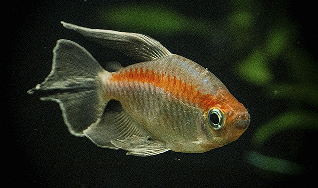 tetra del congo