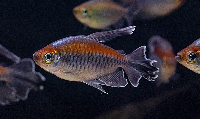 tetra del congo