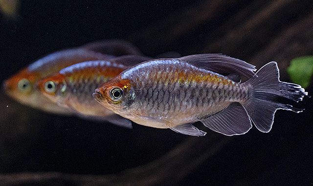 Tetra del Congo, Phenacogrammus interruptus