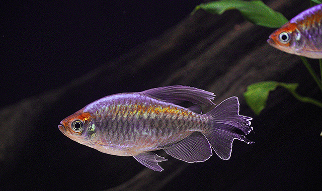 tetra del congo