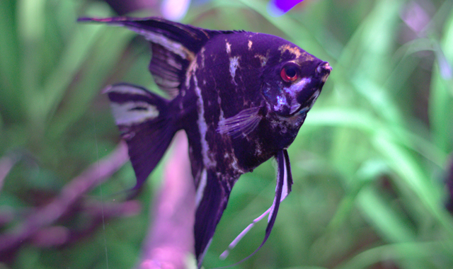 Pterophyllum scalare