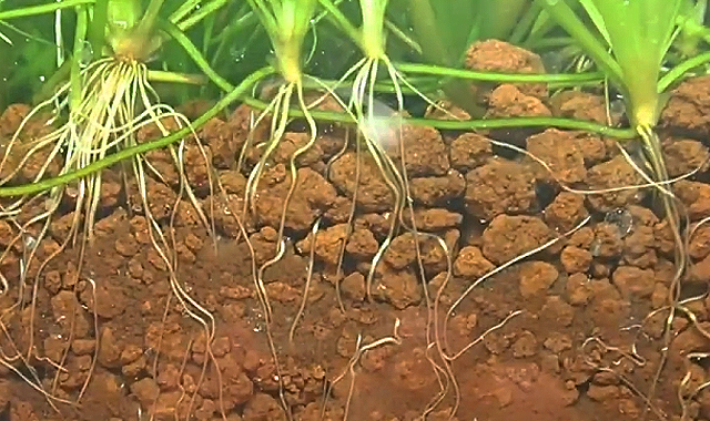 sustrato para acuario