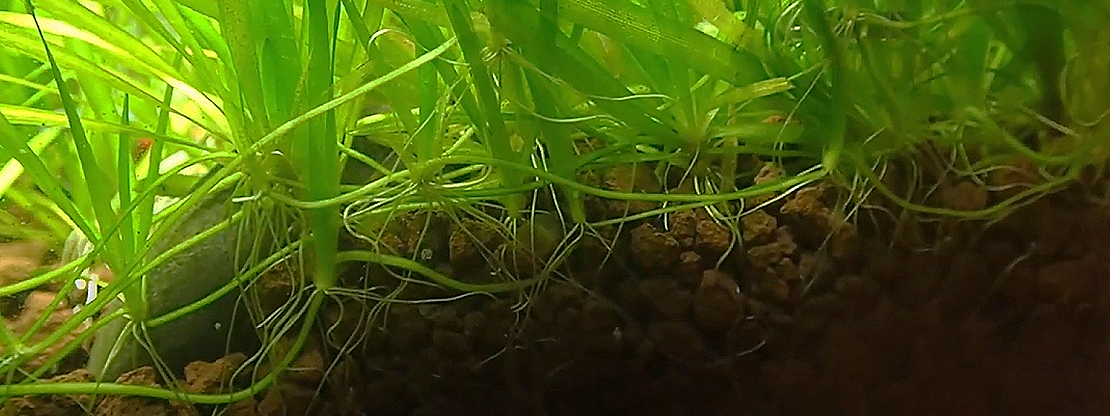 sustrato para acuario