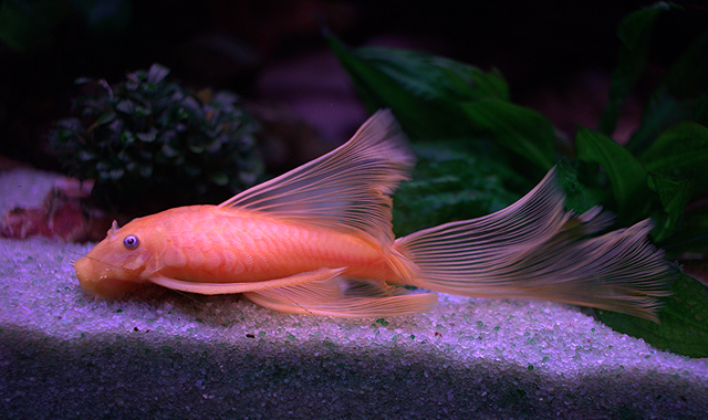 ANCISTRUS ORO VELO