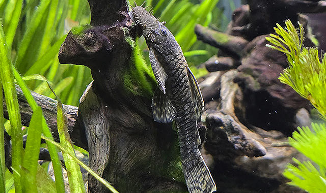 ancistrus