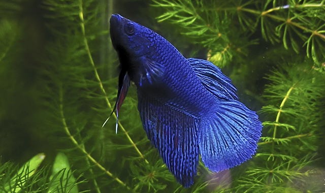 betta plakat