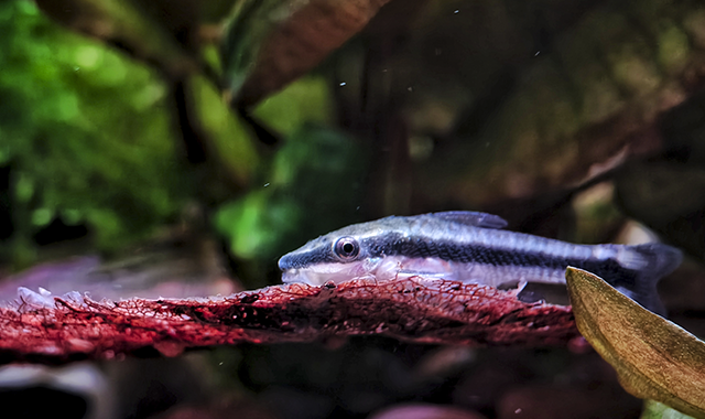 Otocinclus