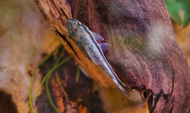 Otocinclus