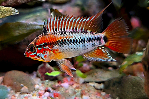 apistograma macmasteri