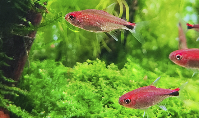 tetra rubí