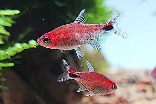 tetra rubí