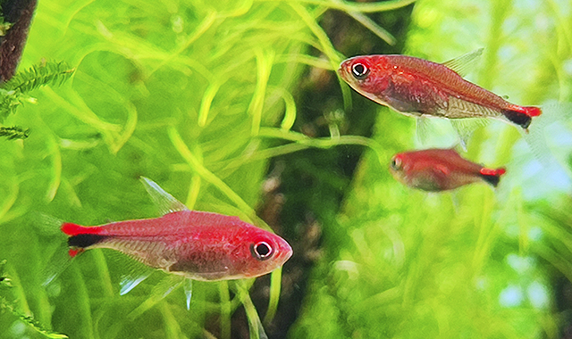 tetra rubí