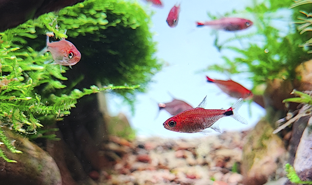 tetra rubí