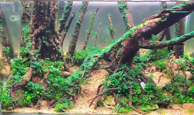 The Emerald Passage con cianobacteria 