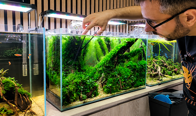 Mantenimiento de The Emerald Passage